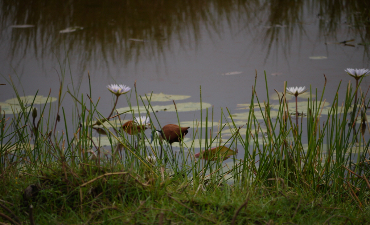 Okawango Botswana