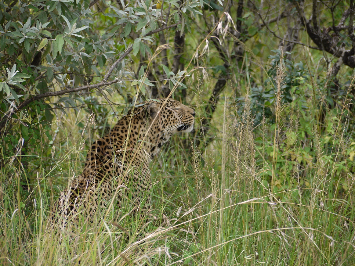 Leopardin