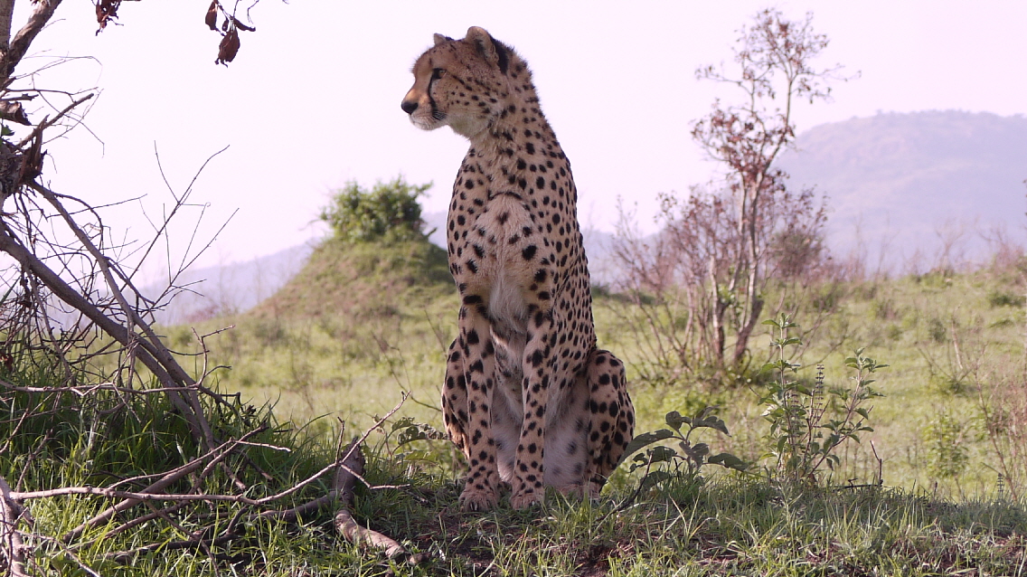 Gepard Serengeti