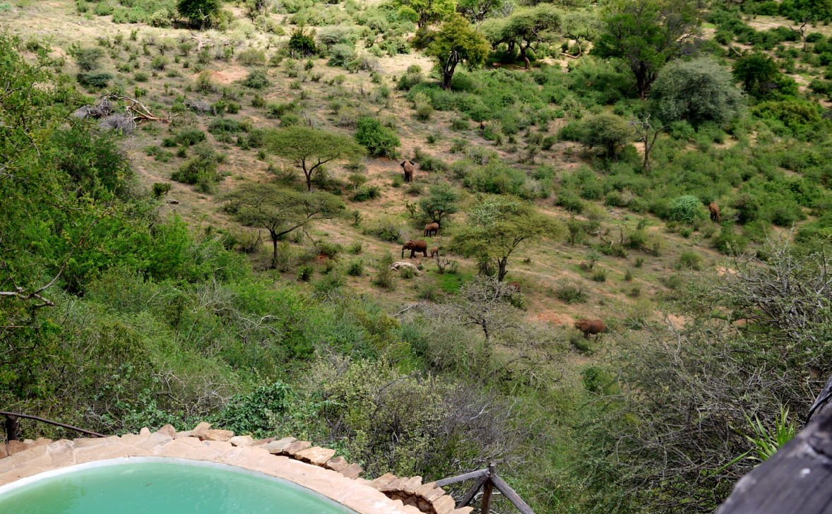 Elefanten  in Tassia Kenia 