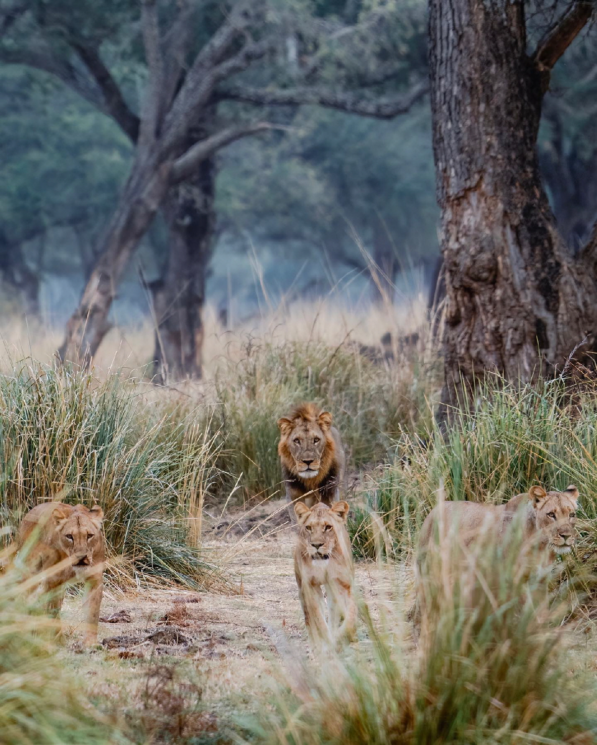 Anabezi Lower Zambesi.