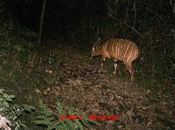 bongo-kenia