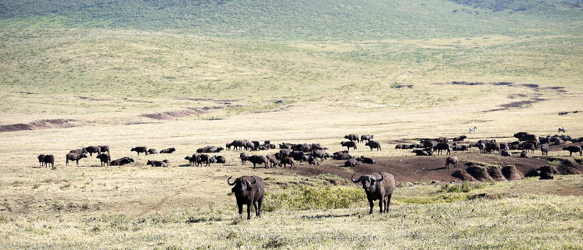 Ngorongoro Krater Bffelherde