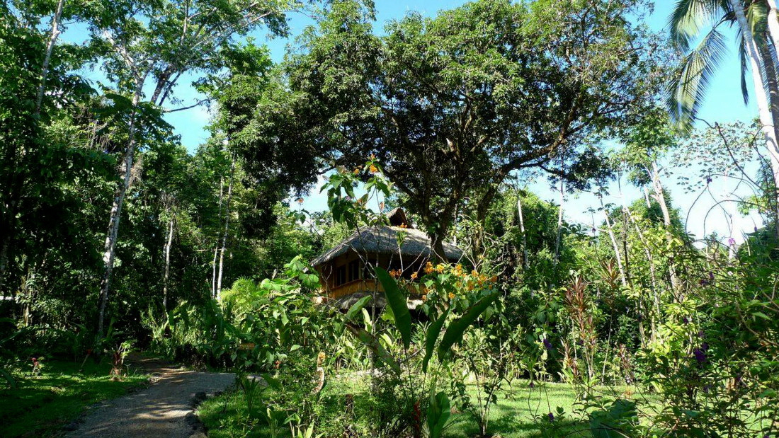 Regenwald auf Osa Copa de Arbol