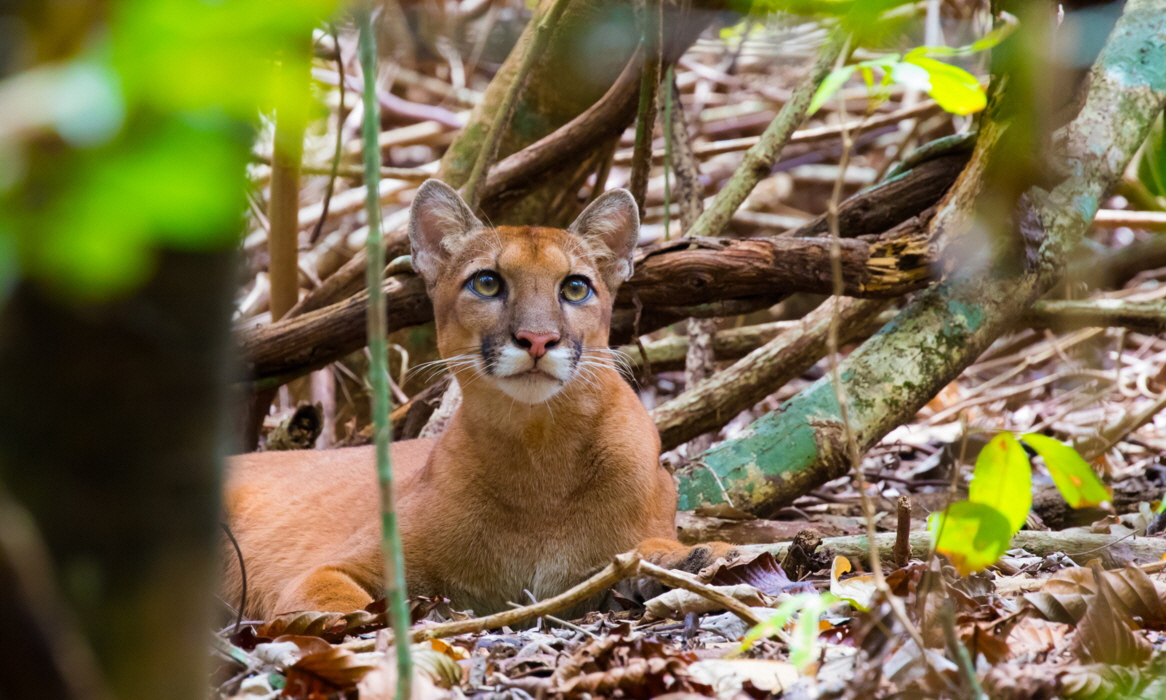 Puma 