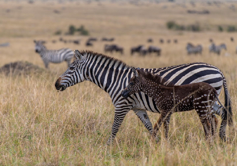 governor-s zebras