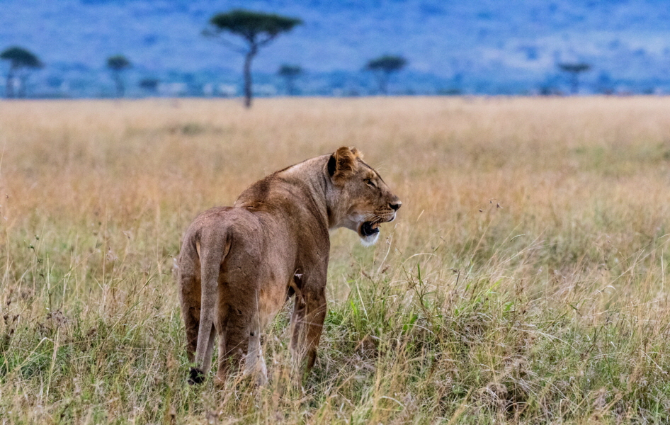 Masai Mara Lwin