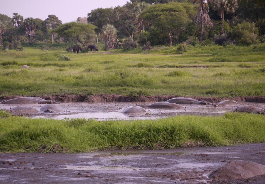 KatumaBushLodge Katavi Safaricamp