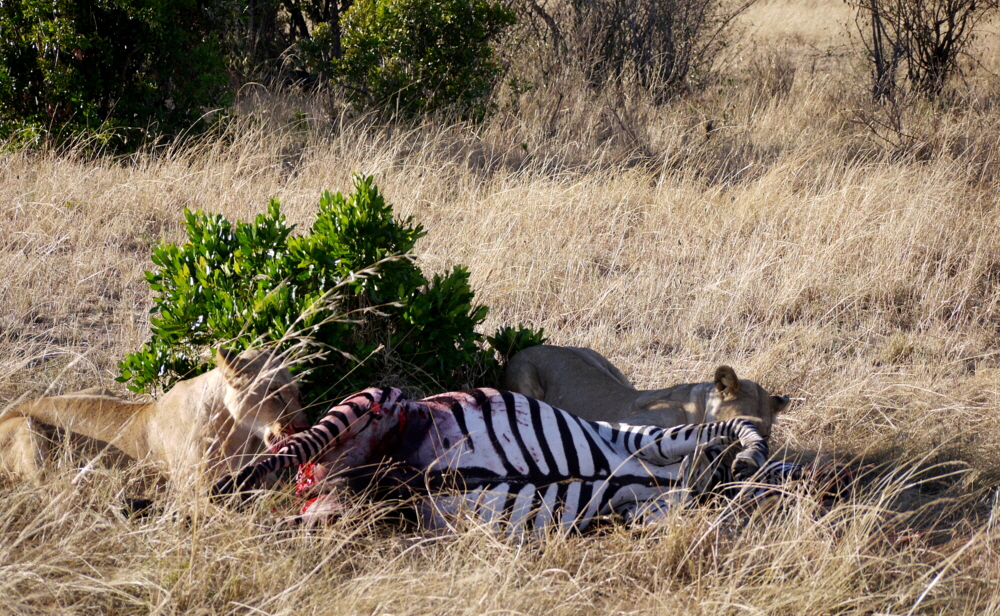 Lwenjagd Masai Mara 
