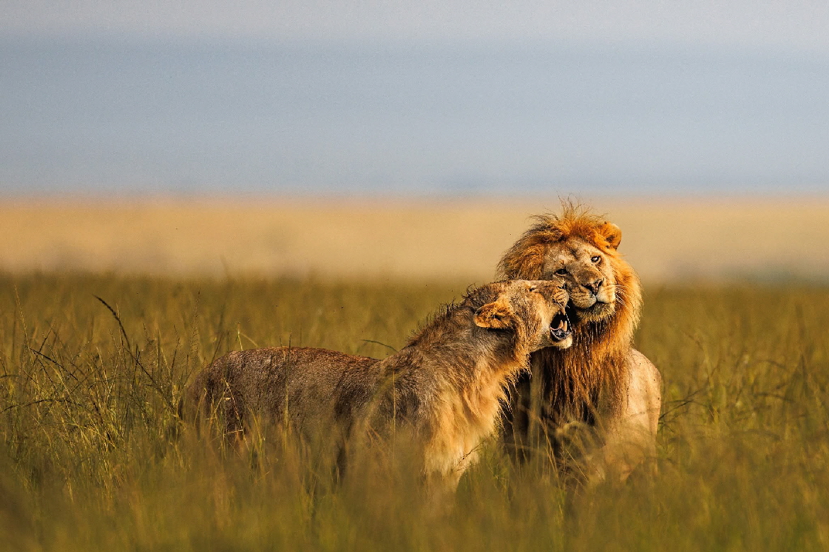 Ishara Mara Luxus-Safaricamp