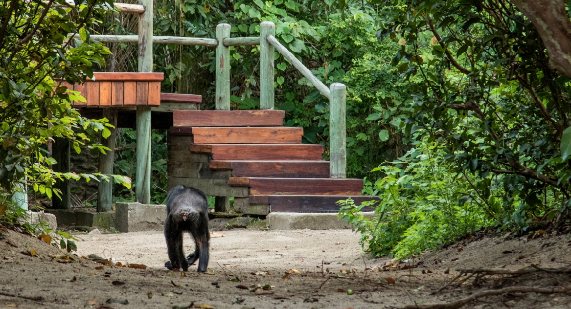 Schimpanse vor meinem Zelt in Mahale  Mbali Mbali  Lodge 