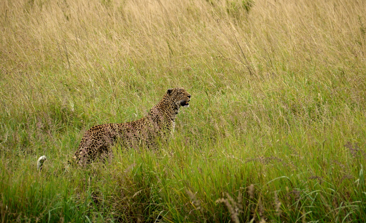 Leopard in der Mara 