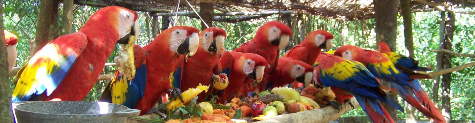 Aras in Costa Rica 