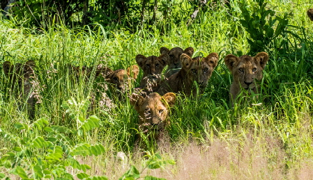 ruaha lwen mwagusi safari camp 