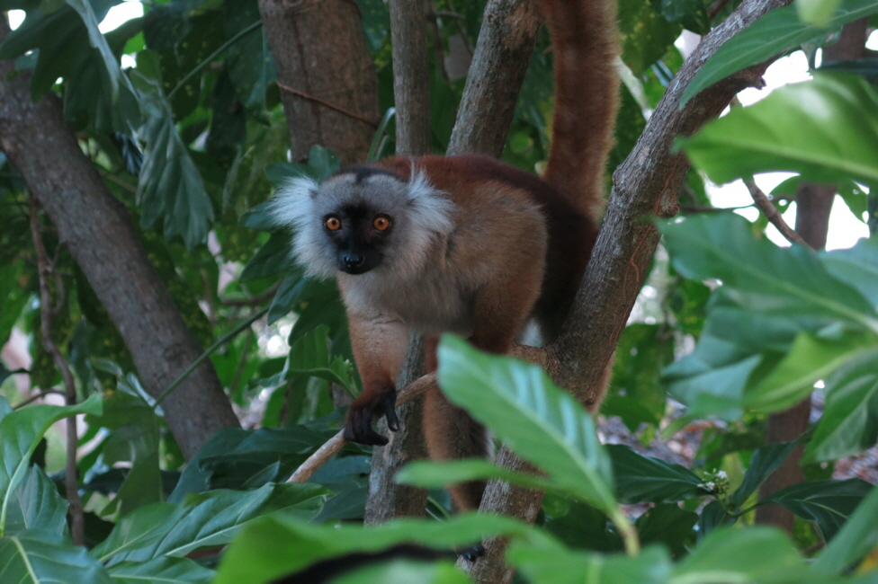 Sakatia Lodge Nosy Be Lemur