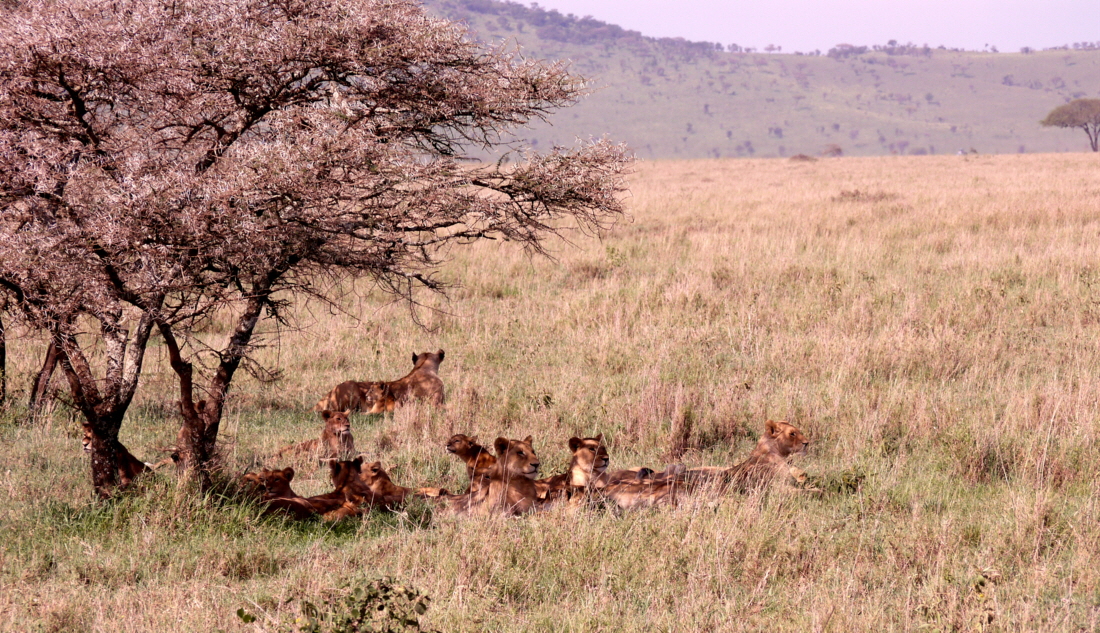 Serengeti Lwenrudel 