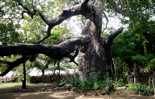 shela-baobab-1200