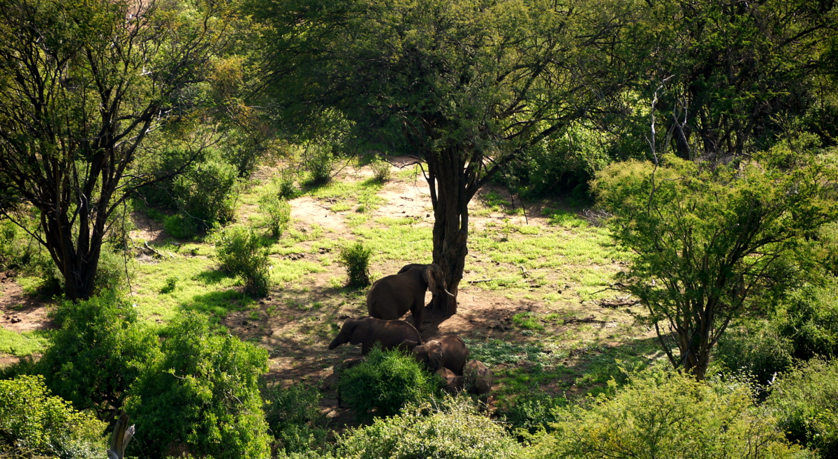 Tassia Lodge Elefanten