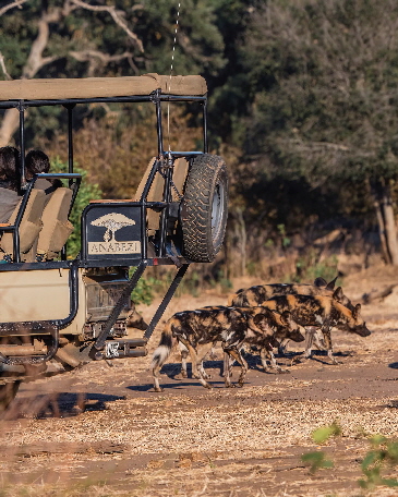 wilddogs-anabezi2